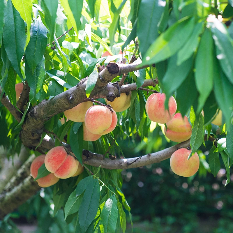 阳山蜜露正宗无锡水蜜桃苗南北桃苗嫁接品种齐全盆栽地栽成活