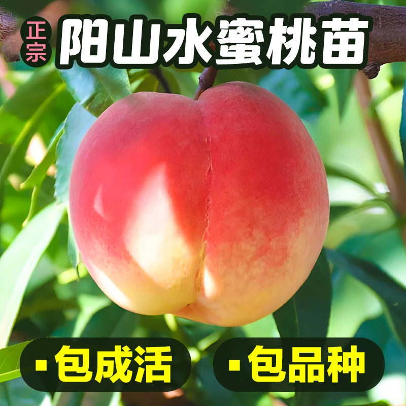 一颗树3个品种下单发一树3品种正宗无锡水蜜桃苗壮苗修剪打包
