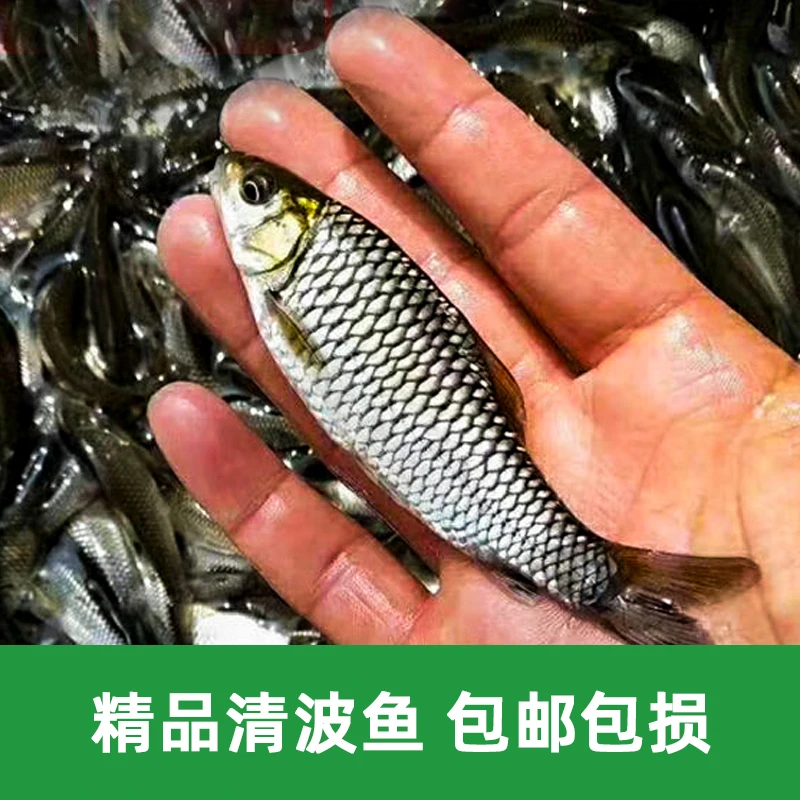 四川清波鱼 一条10g 左右 倒刺鲃青波 商家发货包邮
