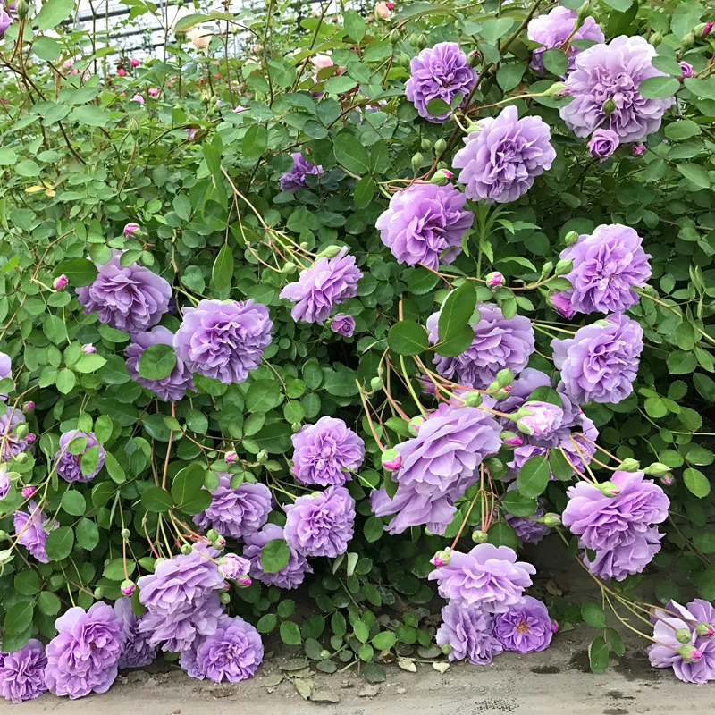 【顺丰包邮】蓝色阴雨爬藤月季花苗四季开花阳台庭院耐寒耐热易成活