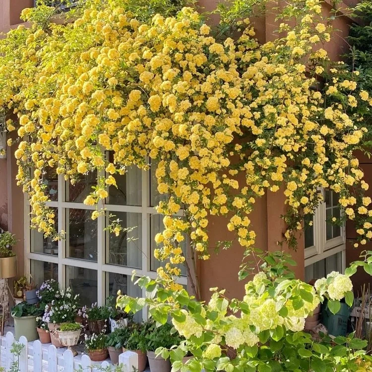 黄木香花苗多花浓香七里香阳台地栽盆栽爬藤蔷薇耐寒植物