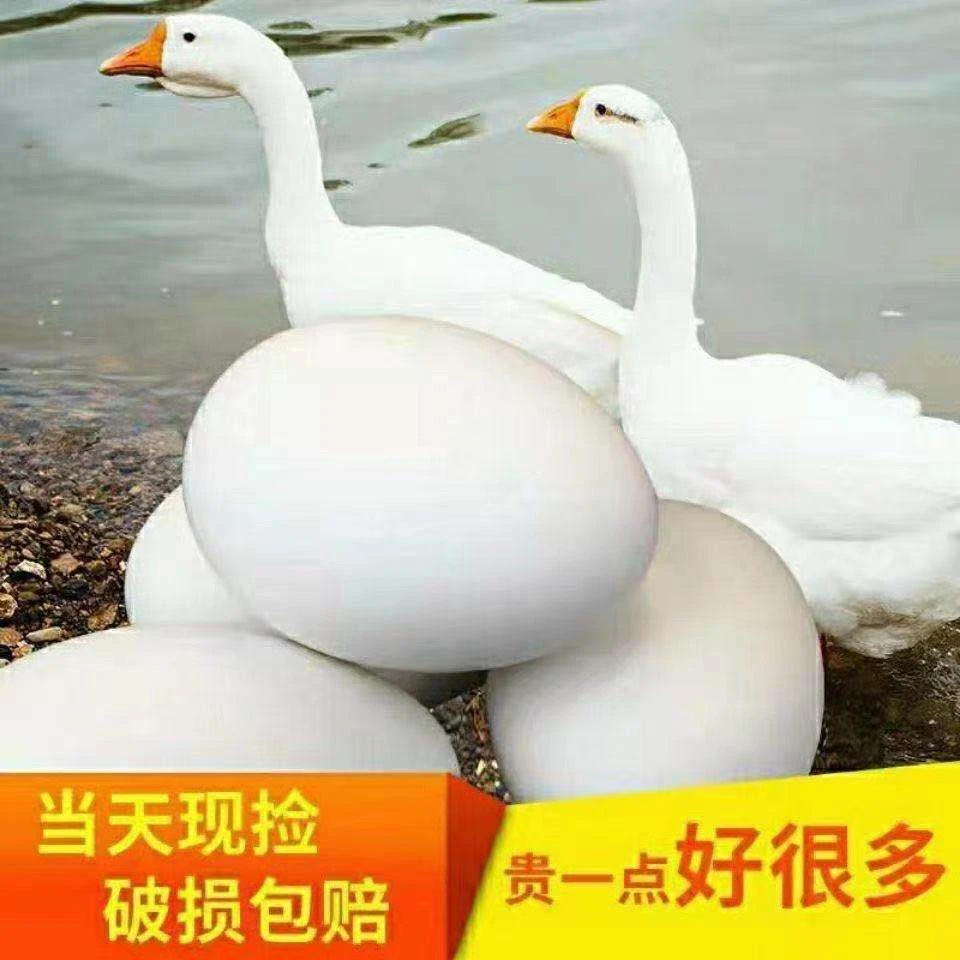 【破损包赔】正宗土鹅蛋新鲜食用散养双黄蛋孕妇现捡现发营养原生态