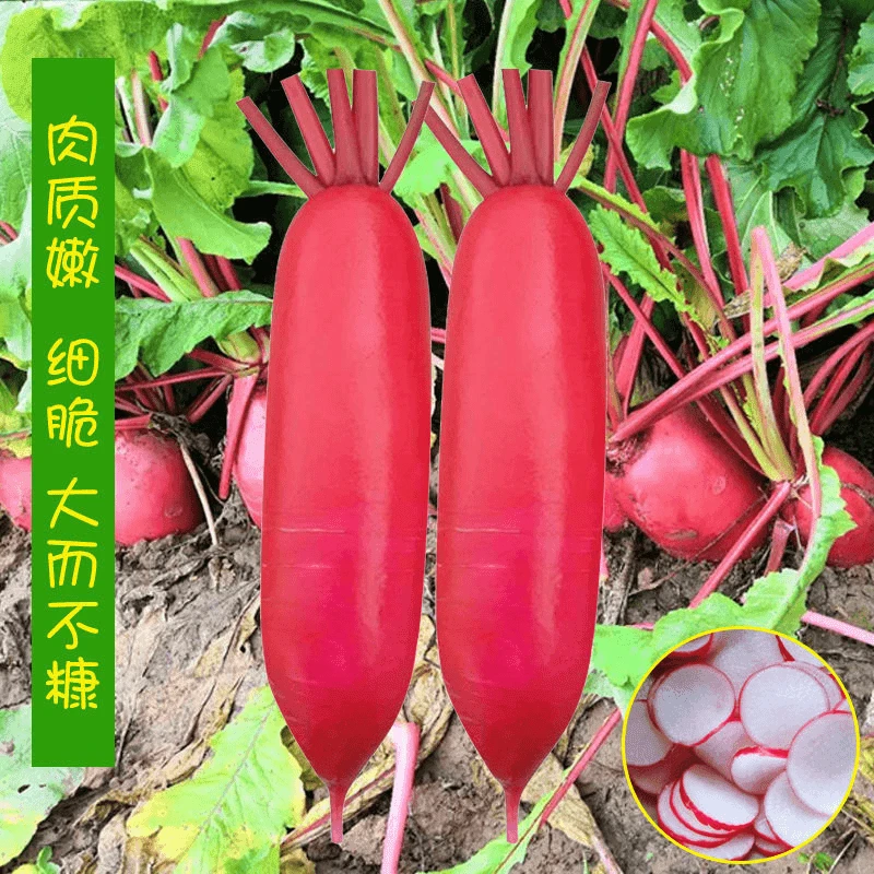 【全店任选5包包邮】水萝卜种子红皮白肉萝卜籽早熟脆甜四季播菜种