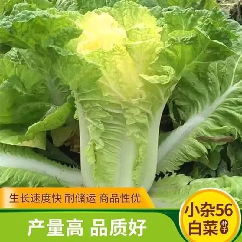 【全店任选5包包邮】北京小杂56早熟黄心大白菜种子春夏秋包心白菜