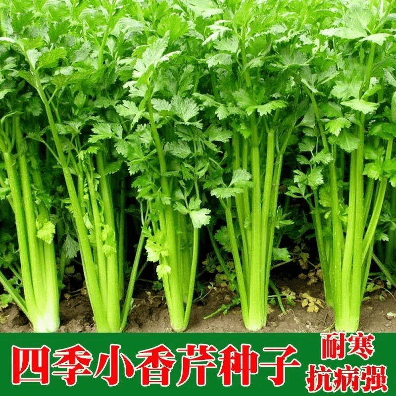 【全店任选5包包邮】四季小香芹菜种子芹菜籽香味浓郁实心芹菜四季