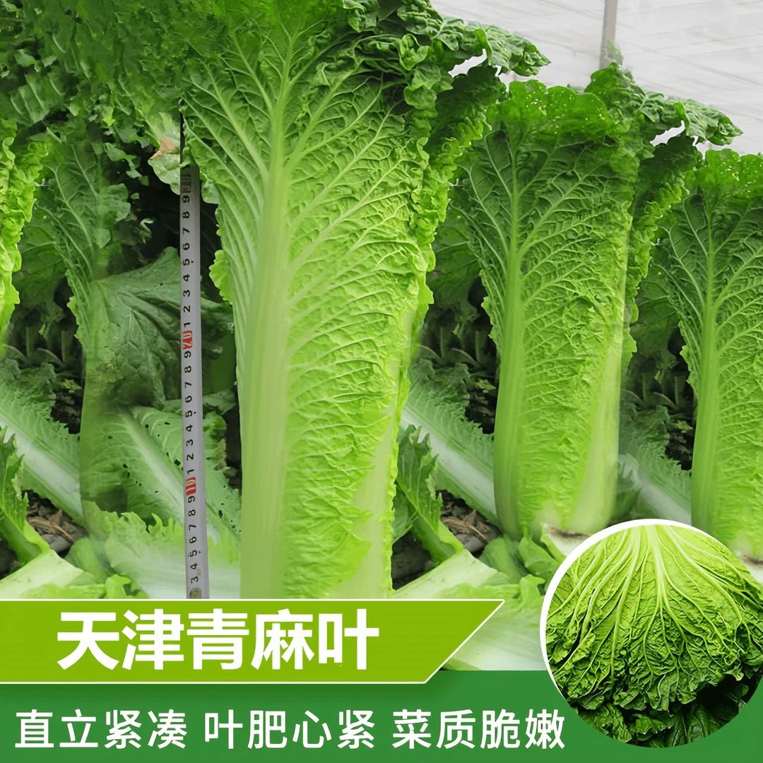 【全店任选5包包邮】天津大青麻叶直筒形白菜种子秋季白菜四季蔬菜