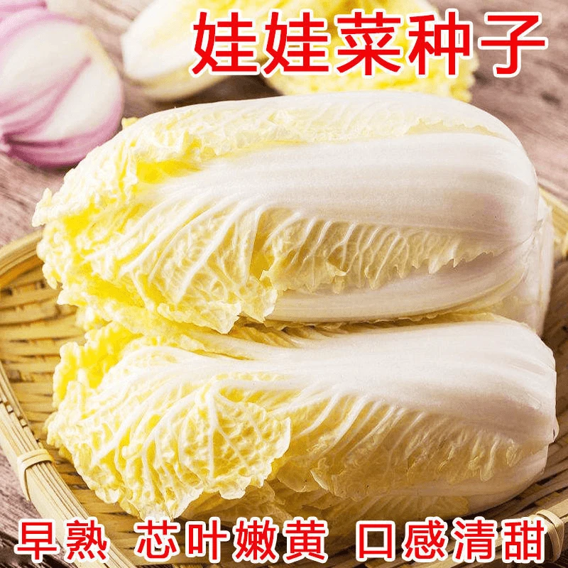 【全店任选5包包邮】娃娃菜种子四季小白菜籽春秋蔬菜菜籽鸡蛋黄