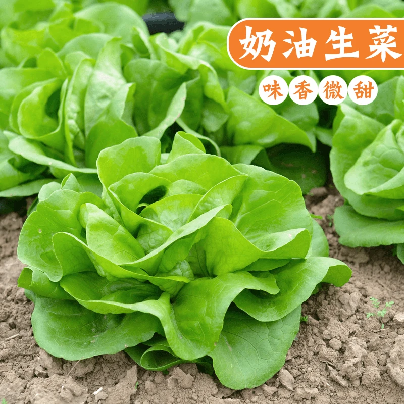 【全店任选5包包邮】奶油生菜种子四季种植阳台菜园盆栽蔬菜种孑籽