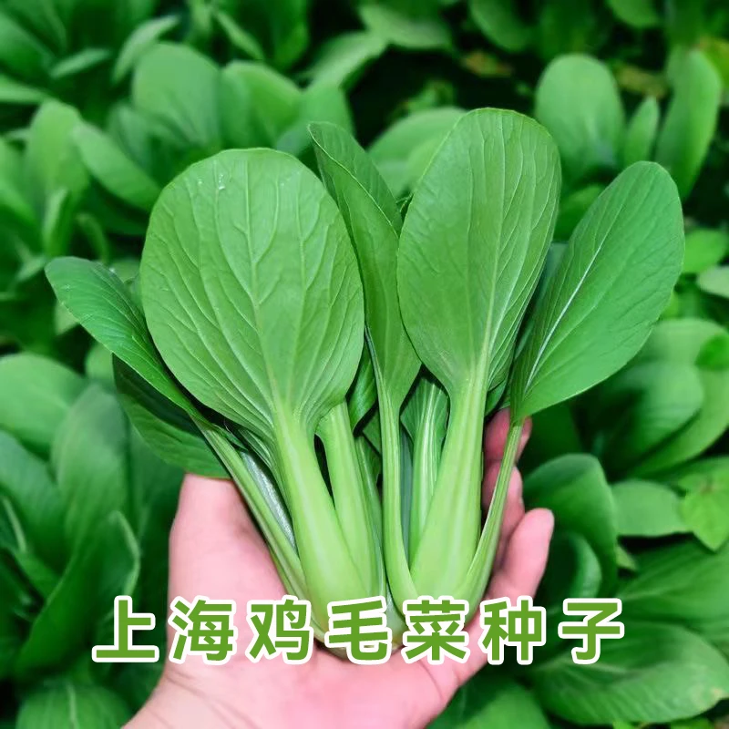【全店任选5包包邮】上海鸡毛菜种子青菜种籽蔬菜种孑大全阳台四季