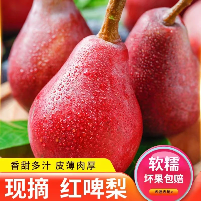 精选头茬红啤梨软糯香甜现摘现发冰淇淋口感放软吃甘甜多汁5斤