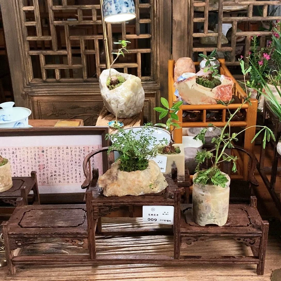 泰顺石盆景冲千粉福利