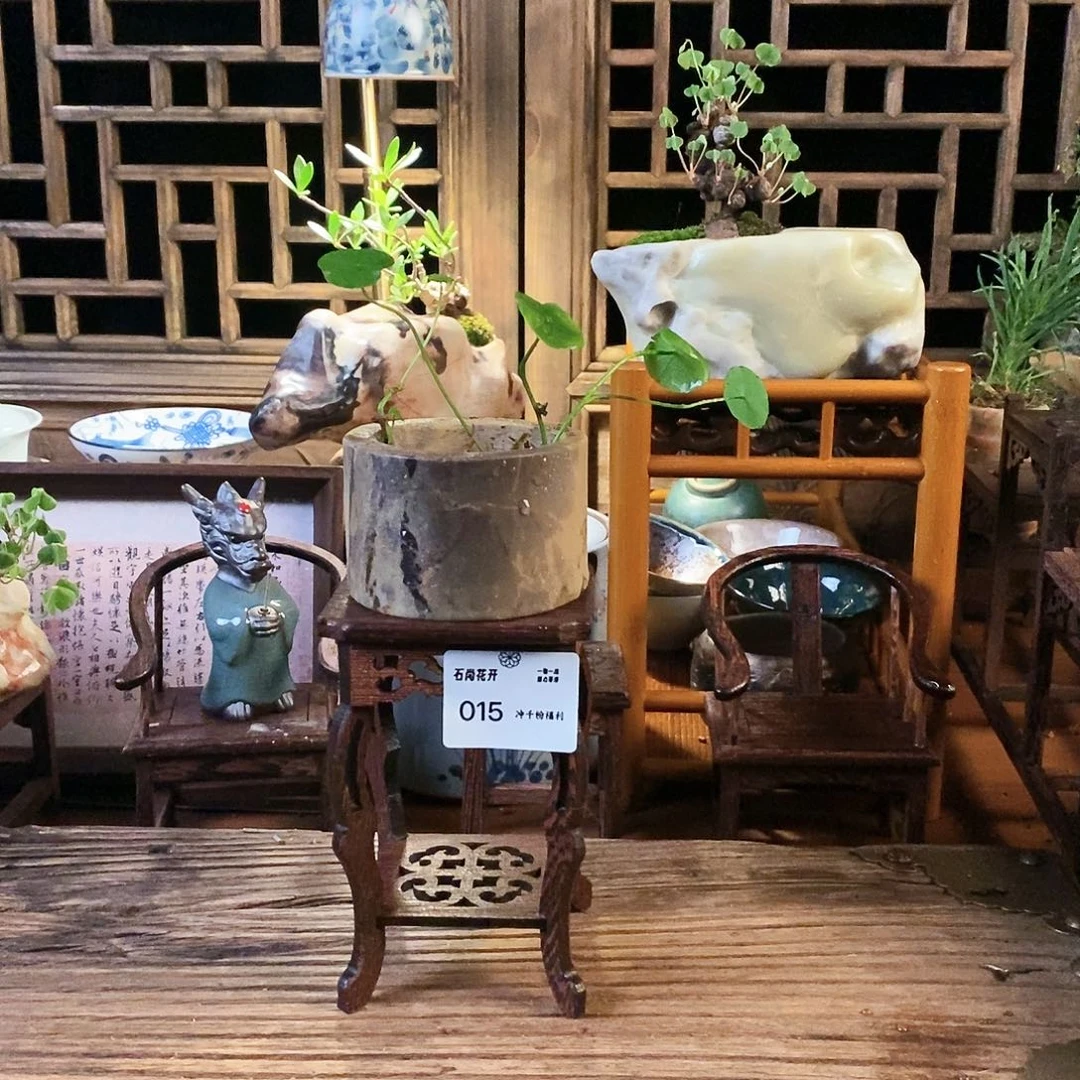 泰顺石盆景冲千粉福利