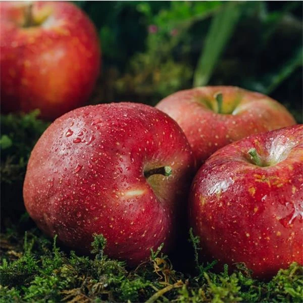 云南昭通红富士苹果净含量4.5斤大果带箱5斤（需要送货上门）