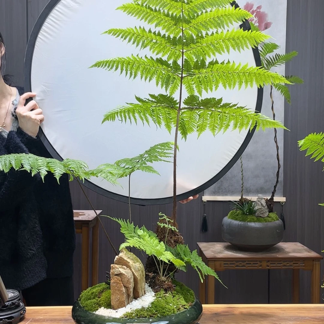【闪购商品】石****姐蕨类植物