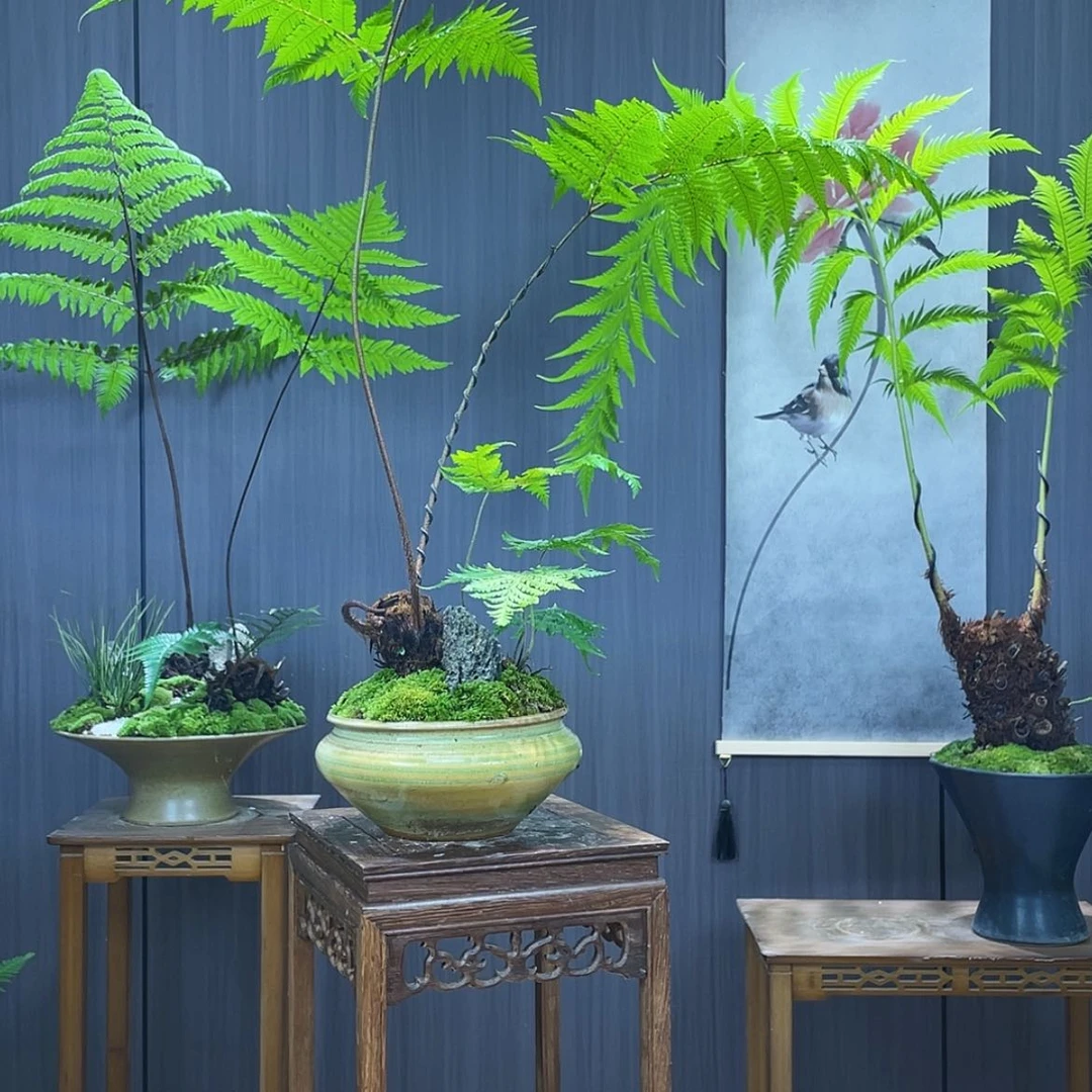 【闪购商品】元*蕨类植物