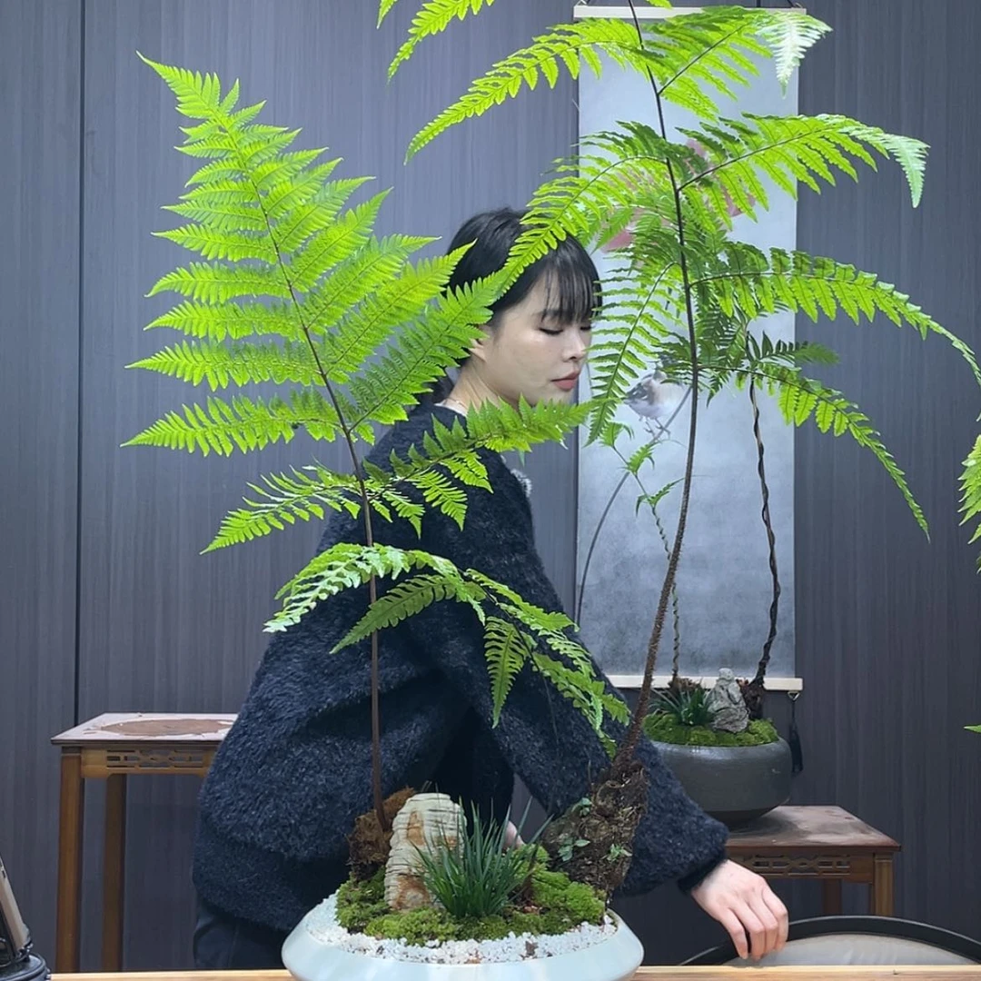 【闪购商品】石****姐蕨类植物