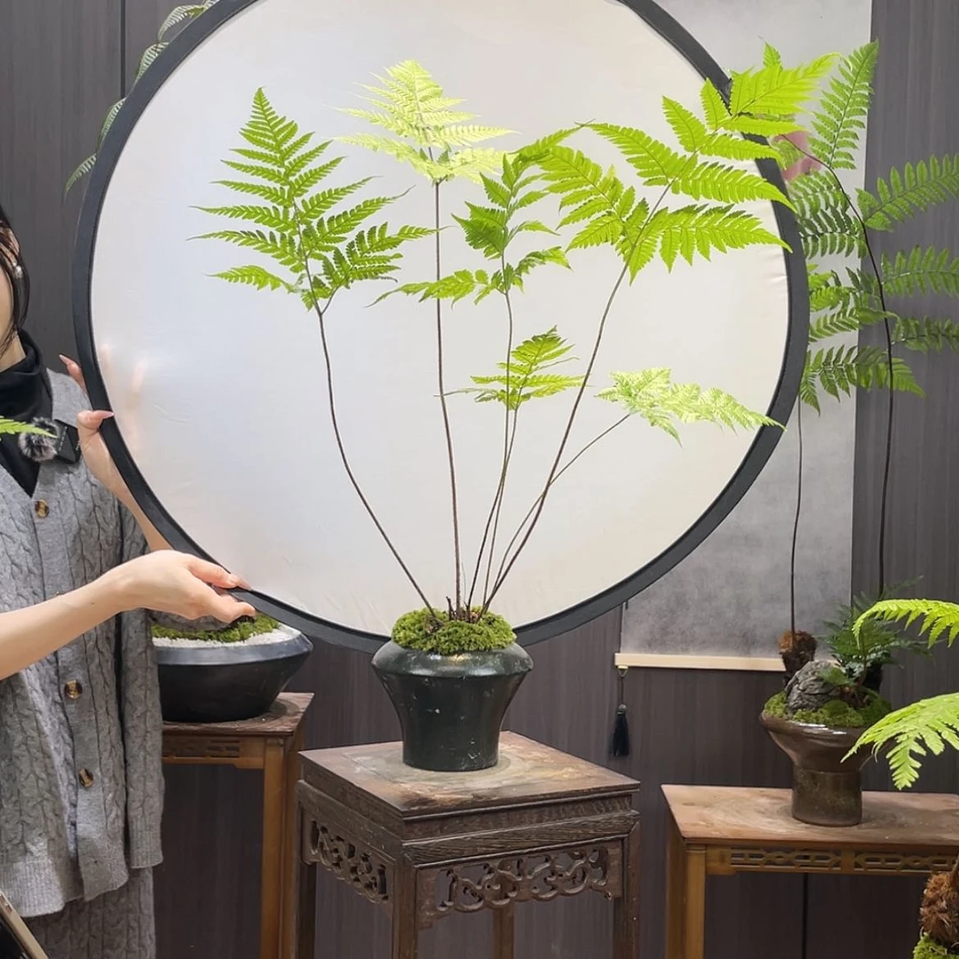 【闪购商品】旭蕨类