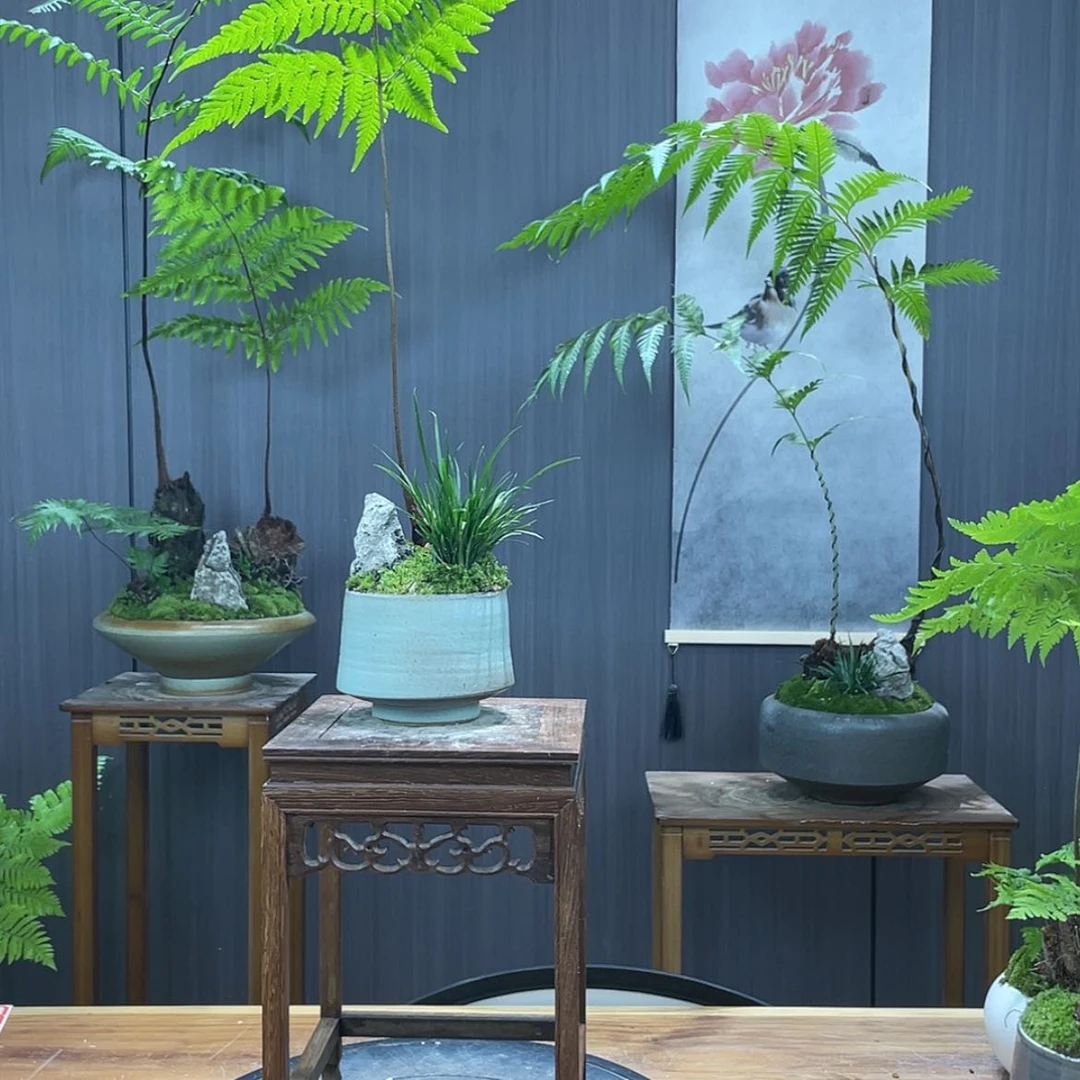 【闪购商品】江****司蕨类