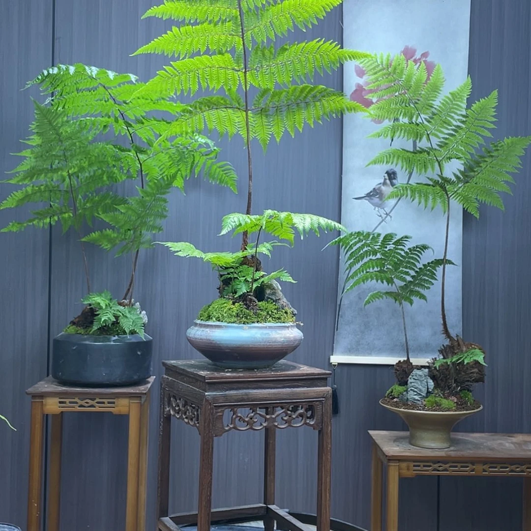 【闪购商品】小*子