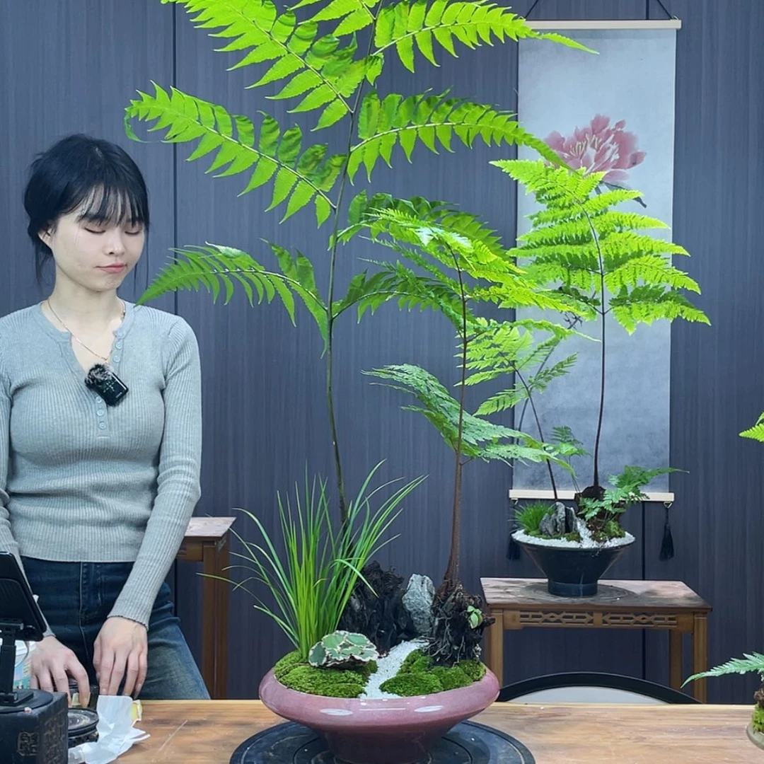 【闪购商品】二**酒蕨类