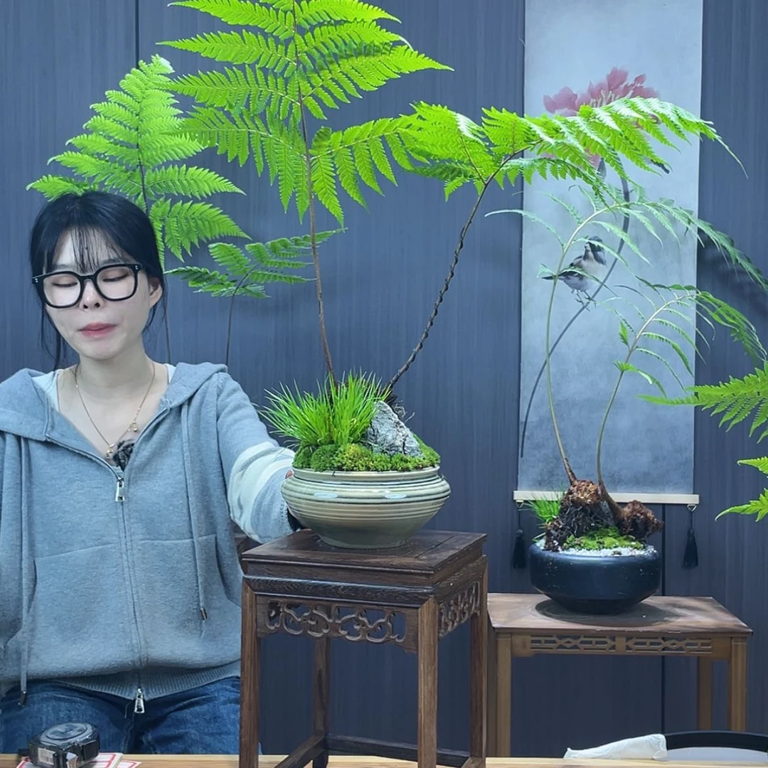 【闪购商品】?****号蕨类