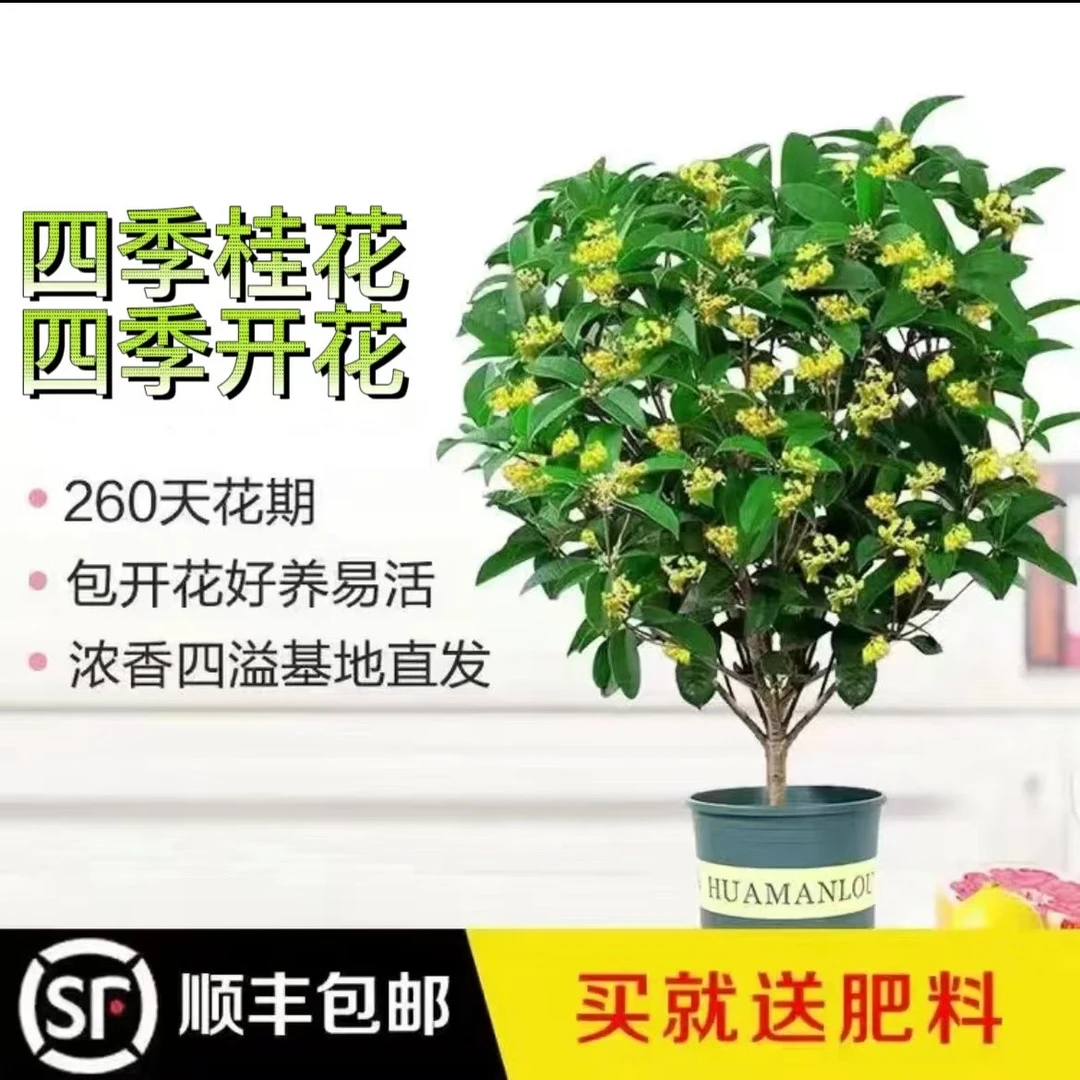 四季桂花四季开花开花不断清香浓香绿植室内外盆栽地栽(八年苗)