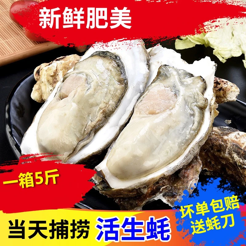 【郝好海鲜】乳山生蚝（2-3两）原产地直发鲜活海鲜5斤再送半斤包邮