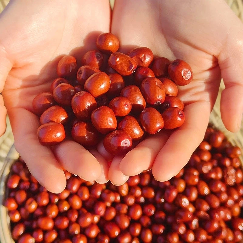 山西酸枣农家酸枣新鲜酸枣酸甜枣儿时童年味道孕妇零食手串