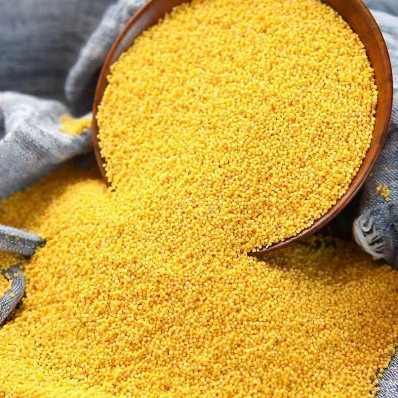 鑫淼丰太行山脉黄小米