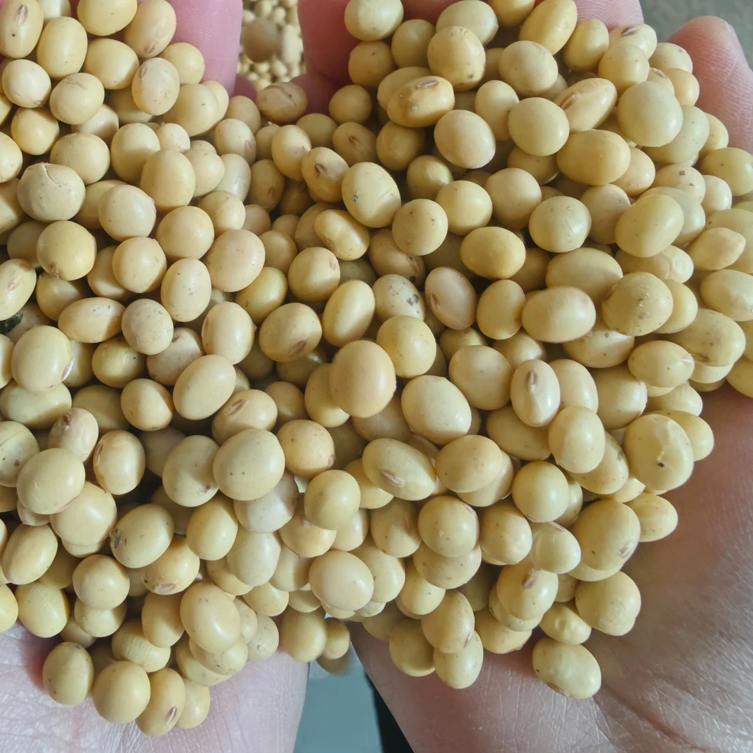 太行山非转基因新黄豆 5斤装