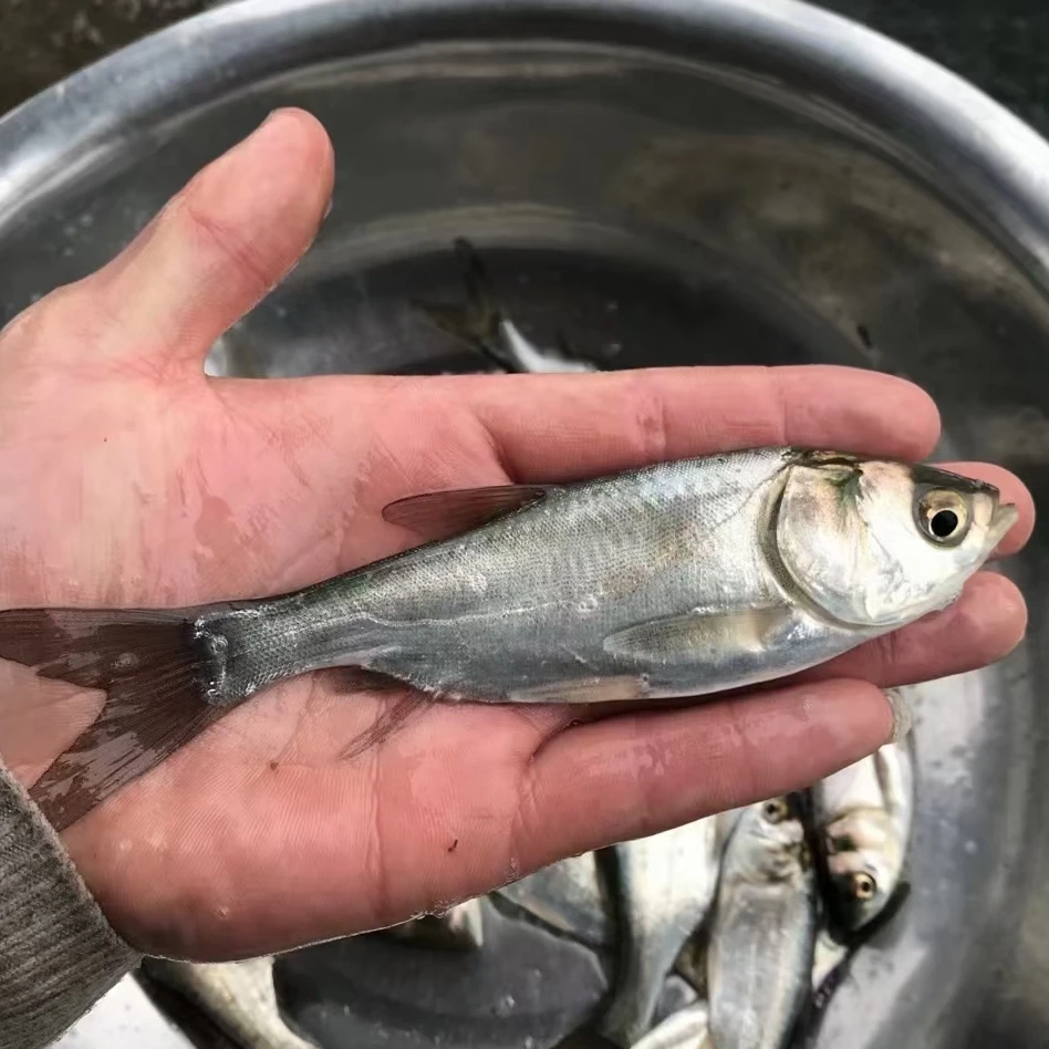 白鲢鱼  扁鱼 活体观赏鱼水族 渔场广州直发