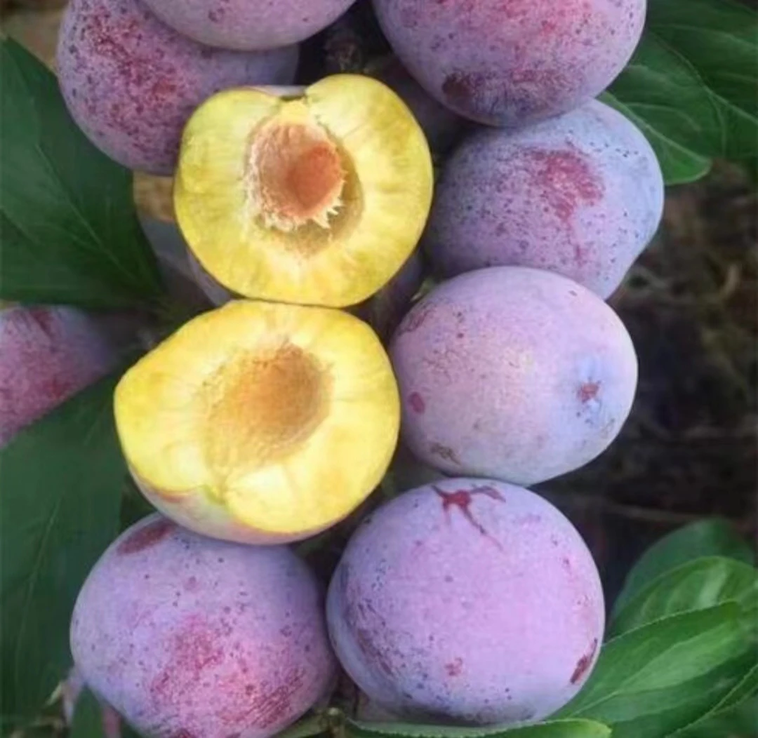 阿坝汶川正宗脱骨李小脆红李现摘现发四川核心产区新鲜应季水果