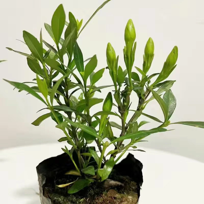 栀子花浓香型盆栽绿植