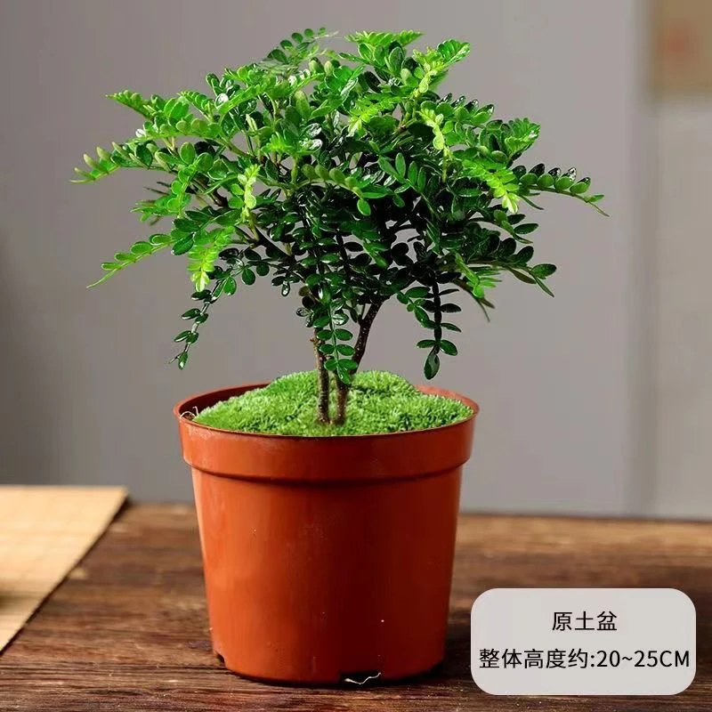 驱蚊清香木盆栽办公室