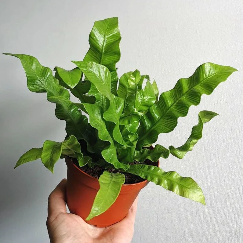 火焰鸟巢蕨网红绿植花卉