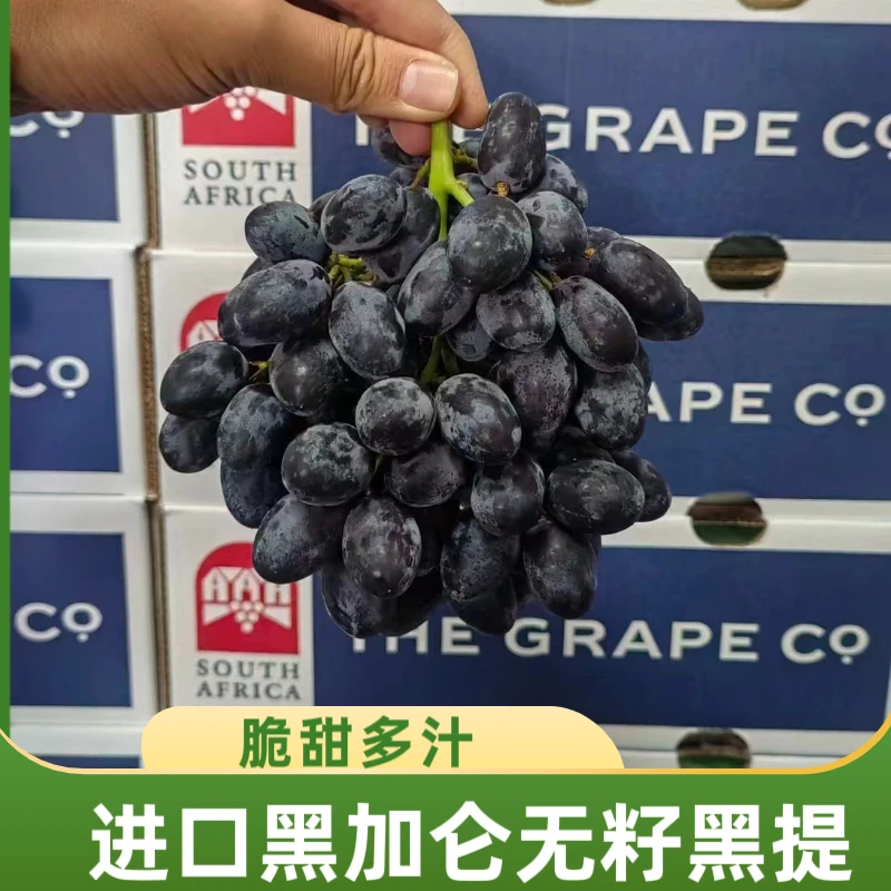 当季智利进口无籽黑提黑加仑 皮薄脆甜多汁无籽提子顺丰快递