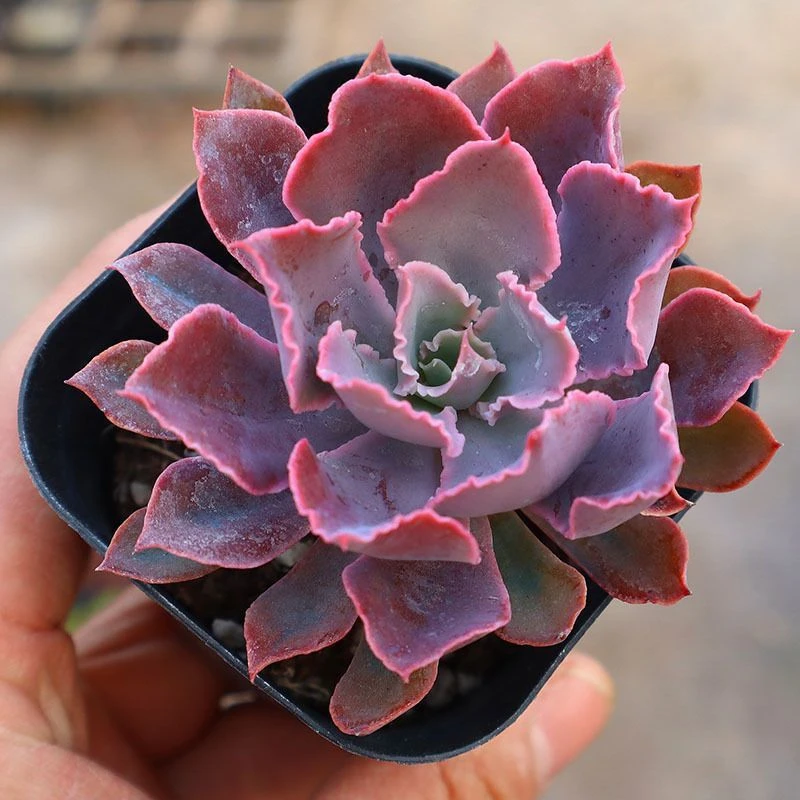 晚霞之舞多肉植物 广寒宫桌面绿植阳台花卉盆栽【全场满9.9元包邮】