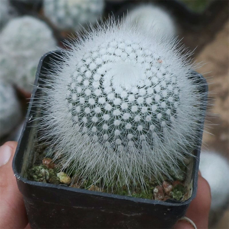 白小丁多肉植物 仙人球白小町软刺不扎手仙人掌花【全场满9.9包邮】