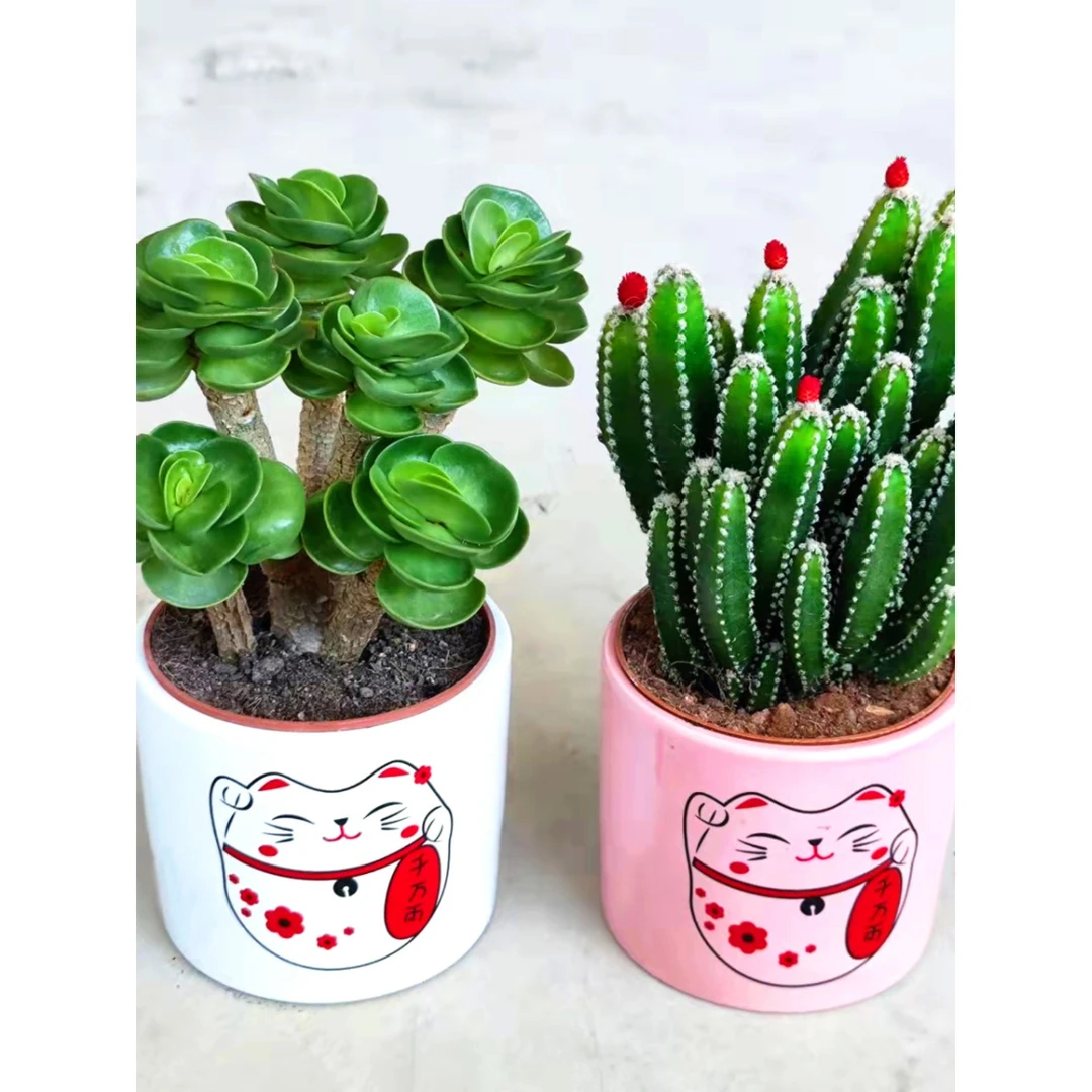 金钱木老桩多肉植物聚财山仙人掌室内好养吸甲醛绿植盆栽阳台花卉