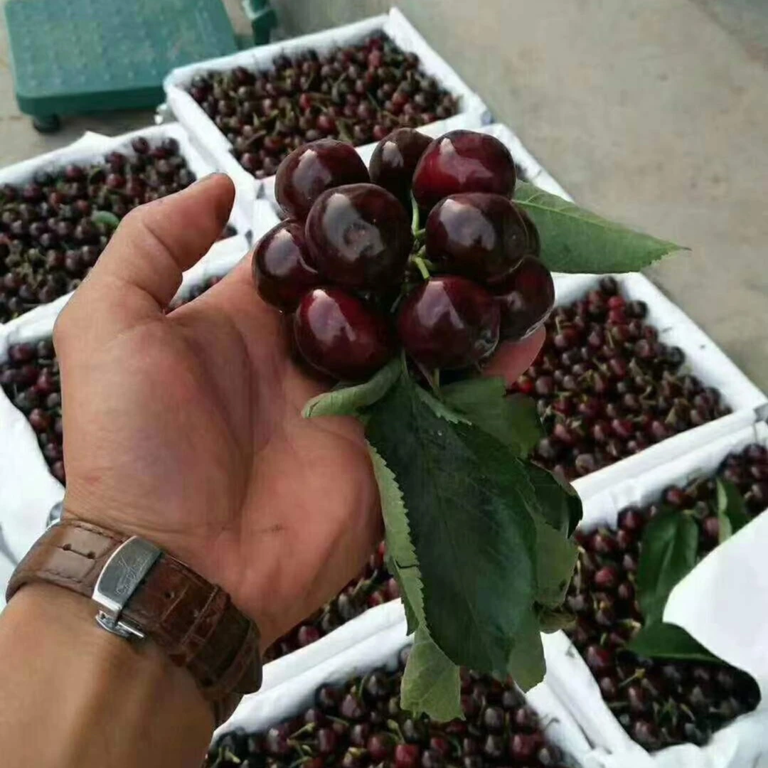 贵州樱桃苗 组合品种 贵州毕节基地发货