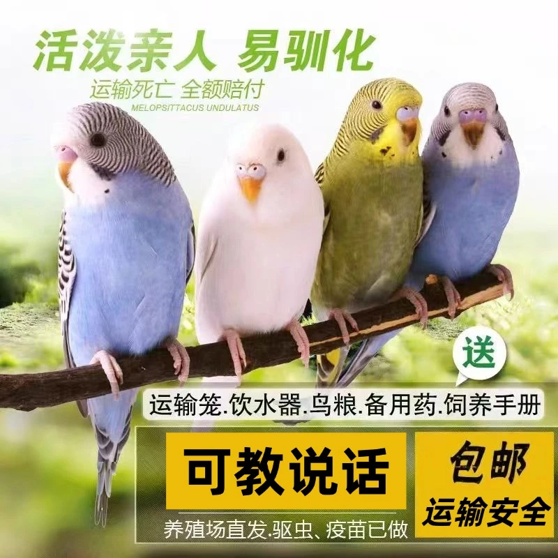 安宠哆鹦鹉活鸟活物鹦鹉小鸟宠物鸟学说话鹦鹉鸟类活鸟宠物包邮
