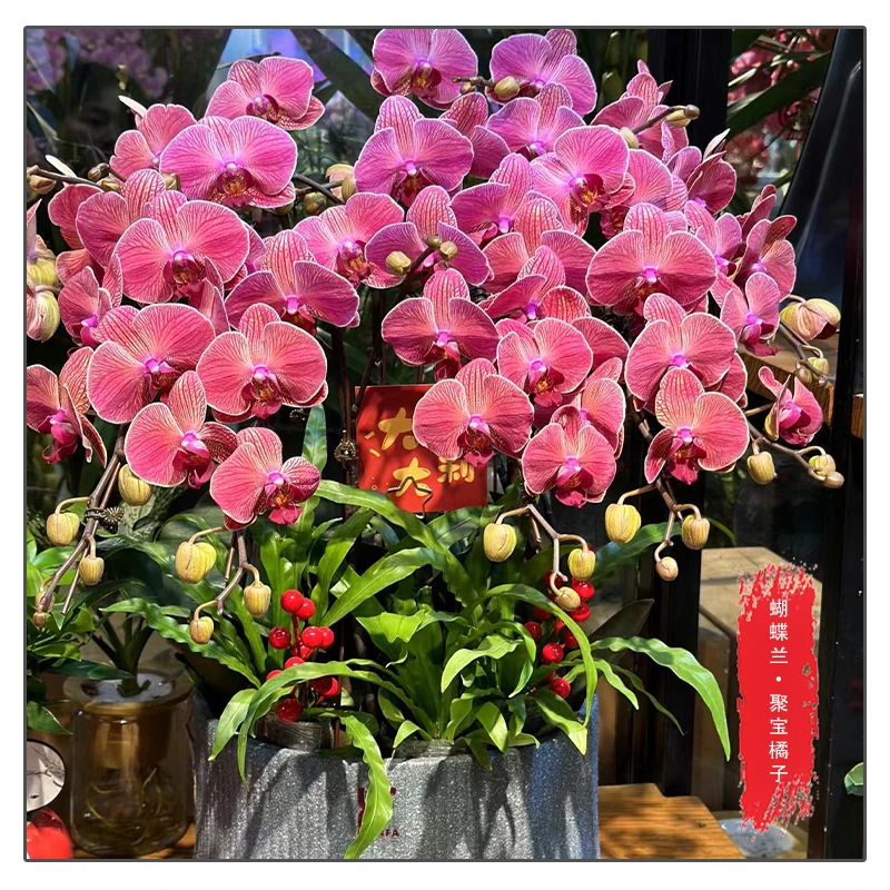 蝴蝶兰【聚宝橘子】花苗带花带花苞桌面盆栽室内盆栽客厅盆栽