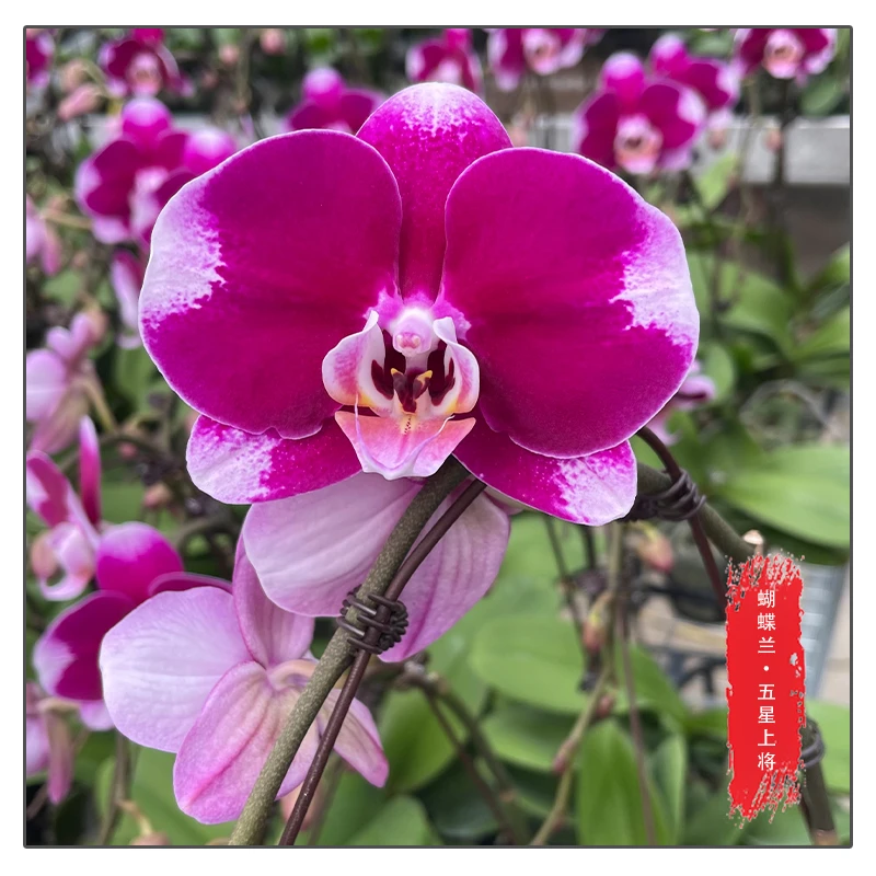 蝴蝶兰【五星上将3.5寸】花苗带花带花苞桌面盆栽室内盆栽客厅盆栽