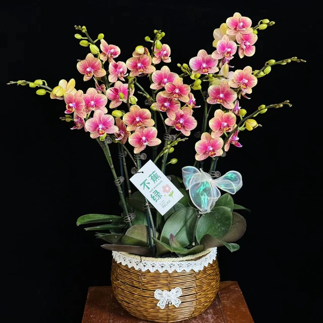 【金蝶】张灯结彩喜庆色聚宝盆蜡质花蝴蝶兰有花有花苞盆栽桌面花