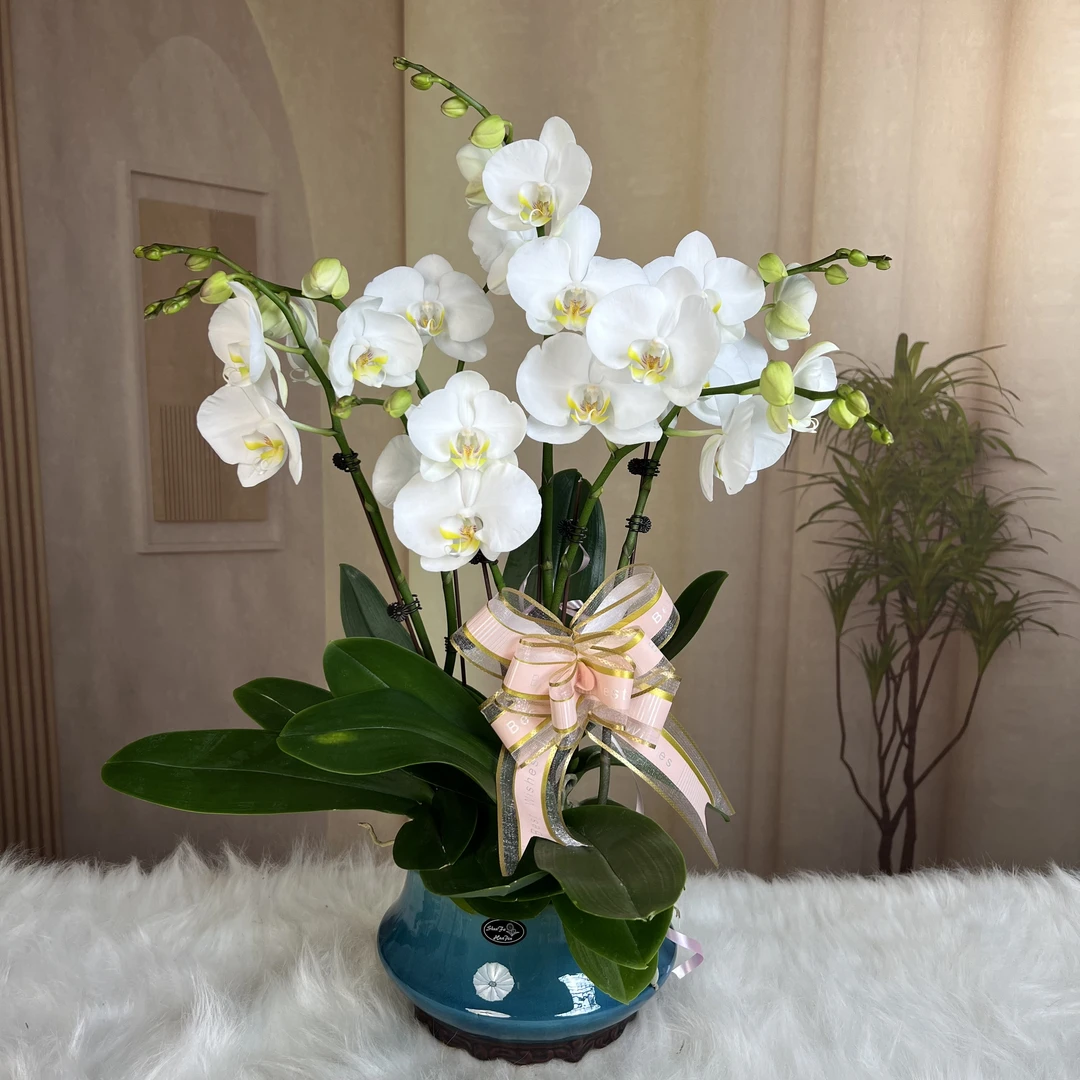 【剑桥】欧品白色大花型蝴蝶兰带花带花苞组盆盆栽