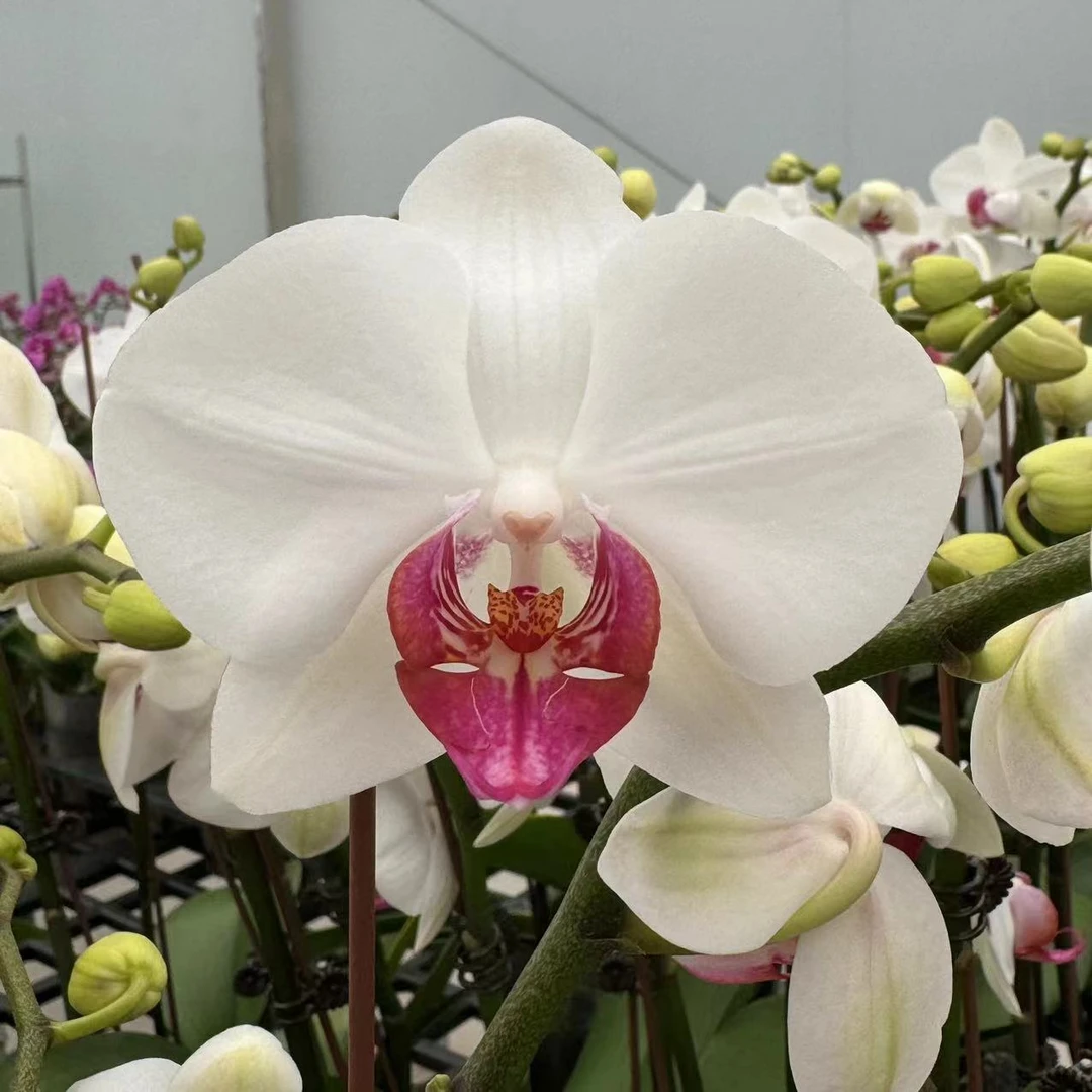 【红眸】白花红心欧品高货蝴蝶兰有花有花苞3.0寸杯