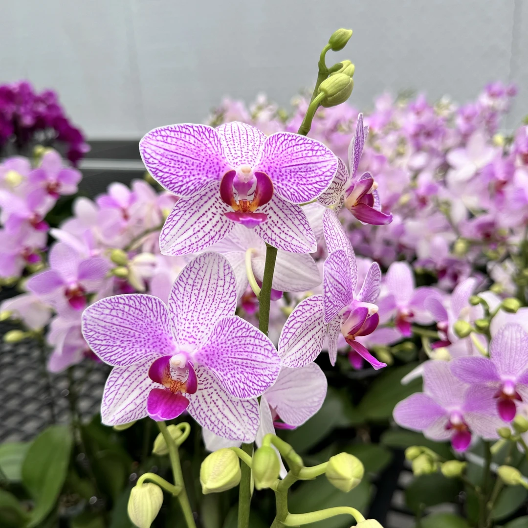 【醉清风】粉色蝴蝶兰带花带花苞耐养