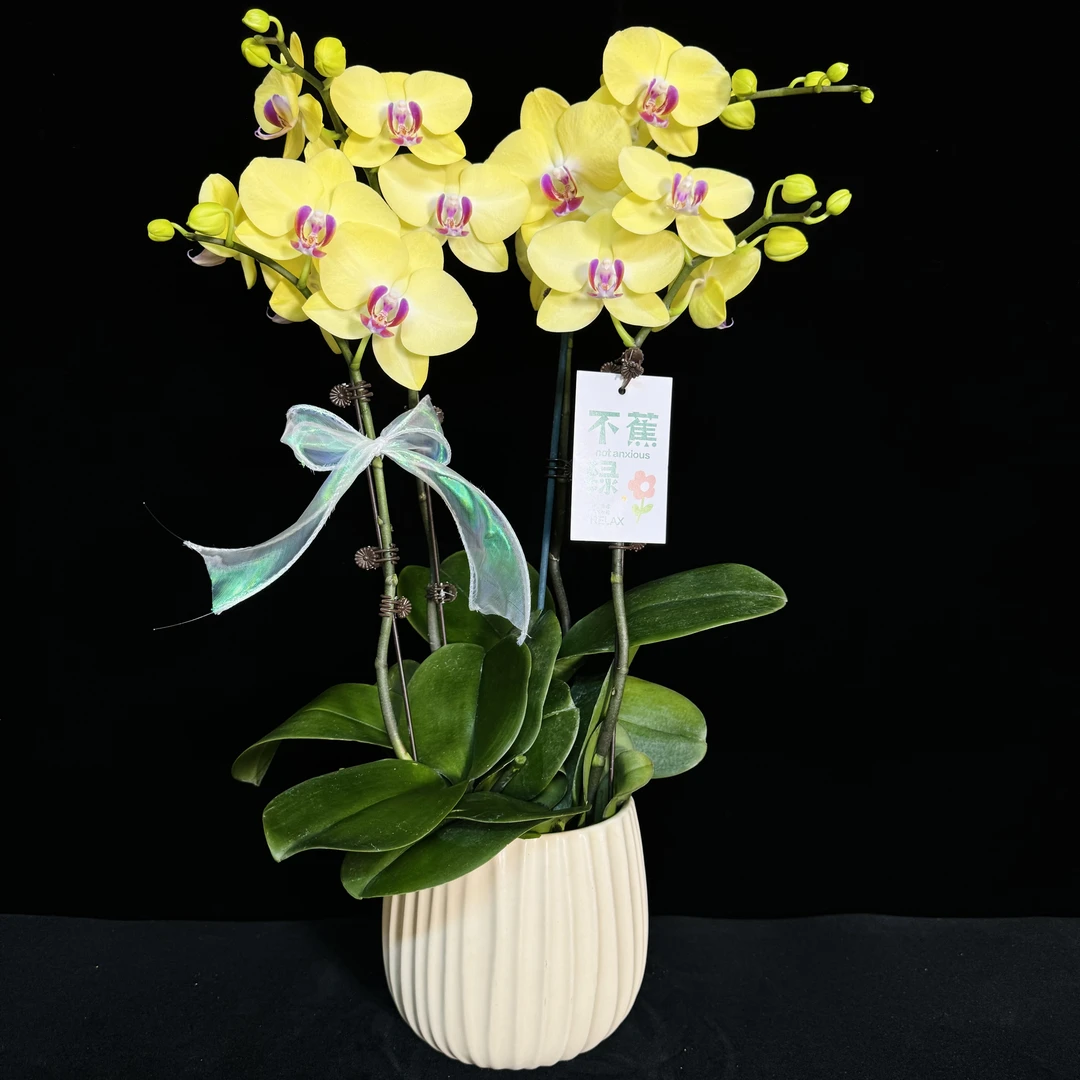 【米拉】 欧品黄花粉芯蝴蝶兰蜡质花花量大耐开耐摆唯美