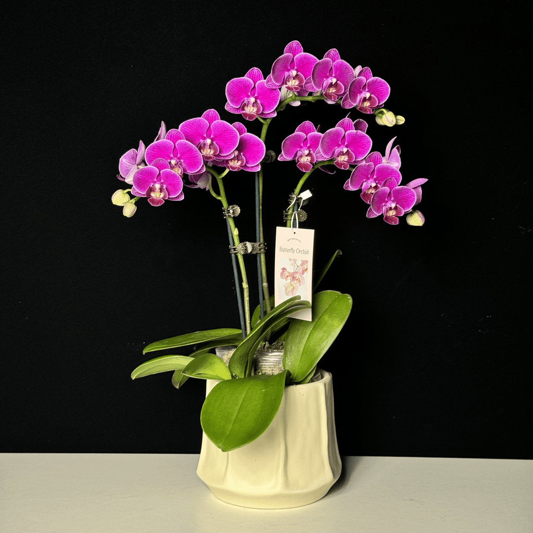 【拉菲红酒】紫红色蝴蝶兰带花带花苞桌面花