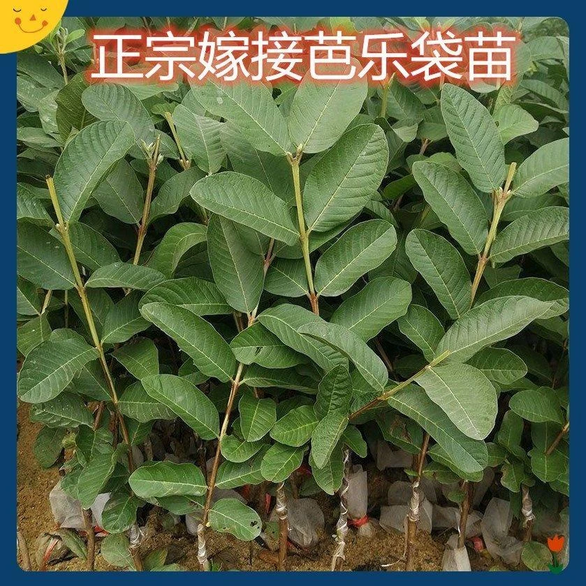 正宗胭脂红番石榴树苗南方种植四季结果嫁接苗红心芭乐番石榴带土